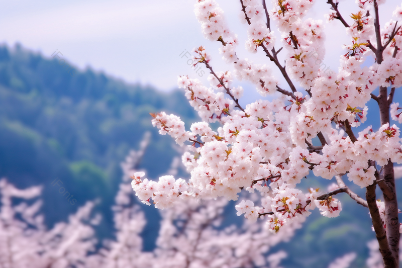 西藏林芝桃花模糊背景特写,高清,摄影图,摄影图片,图片大全,摄影图免费下载